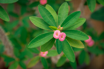 selective focus of pink euphorbia flower. closeup beautiful euphorbia milii or crown of thorns with green leaf in garden.
