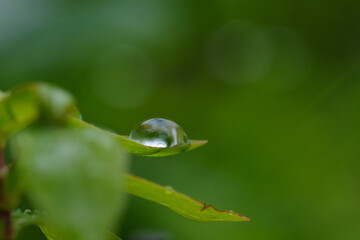 水玉が美しい