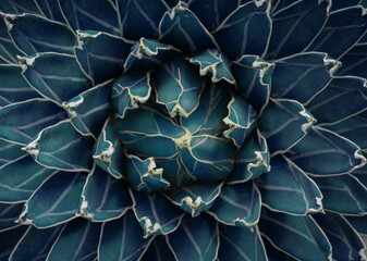 agave cactus. top view abstract natural pattern background, dark blue toned. cactus succulent plant.
