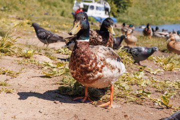 Ducks and pigeons walk together along the beleg in the park. In the background is a boat. Close-up. Selective focus.