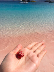 Fototapeta na wymiar young woman put a small red coral on the hand, with pink sands and clear water beach on the background.