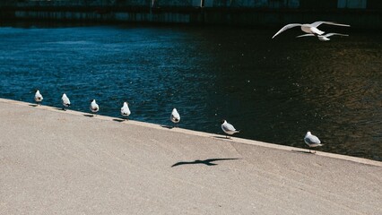 Seagulls