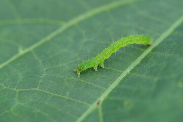 畑で見つけたアオムシ　毛虫　7月