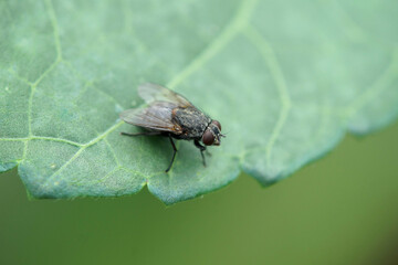 畑で見かけたハエ　アップ　7月