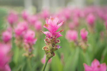 pink flowers in nature, sweet background, blurry flower background, light pink siam tulip flowers field.