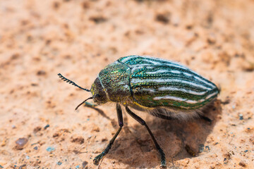 Obraz premium Buprestis Beetle