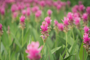 pink flowers in nature, sweet background, blurry flower background, light pink siam tulip flowers field.