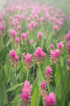 pink flowers in nature, sweet background, blurry flower background, light pink siam tulip flowers field. vertical photo.