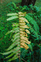 beautiful fern leaf texture nature natural in indonesian forest
 - obrazy, fototapety, plakaty