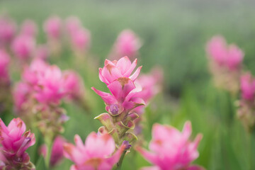 pink flowers in nature, sweet background, blurry flower background, light pink siam tulip flowers field.