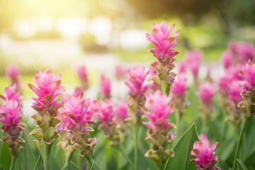 Obraz premium pink flowers in nature, sweet background, blurry flower background, light pink siam tulip flowers field.
