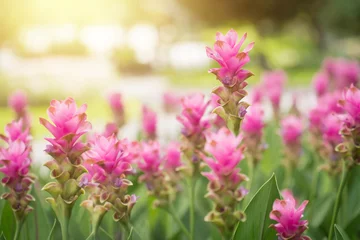 Fototapeten pink flowers in nature, sweet background, blurry flower background, light pink siam tulip flowers field. © pornpun