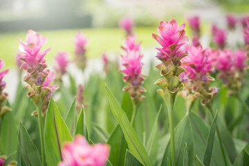 pink flowers in nature, sweet background, blurry flower background, light pink siam tulip flowers...