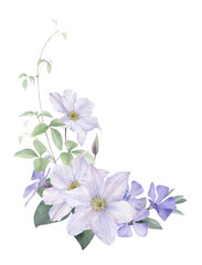 A floral composition with white clematis, very peri flowers and curly stems with green leaves hand drawn in watercolor isolated on a white background. Watercolor illustration. Floral arrangement