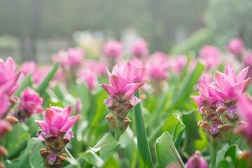 pink flowers in nature, sweet background, blurry flower background, light pink siam tulip flowers field.