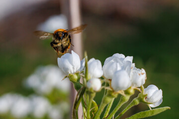 Bumble bee flying above pear flowers