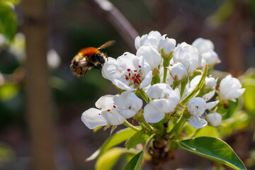Bumble bee flying above pear flowers