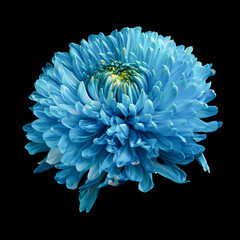 Beautiful blooming light blue chrysanthemum flower isolated on black background. Studio close-up shot.