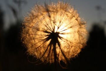 Sunset Dandelion