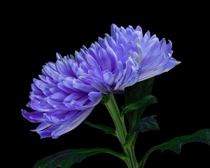 Beautiful purple chrysanthemum flower with green stem and leaves isolated on black background. Studio close-up shot.