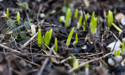 Grass sprouts break through dry leaves. Macro image of spring sprouts