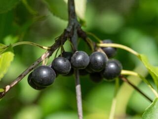 common buckthorn invasive species berries
