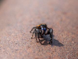 jumping spider on a stone