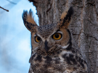 great horned owl