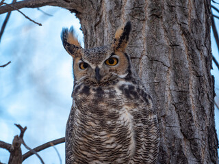 great horned owl in tree