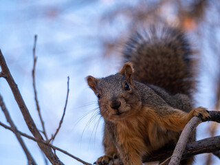 squirrel on a tree
