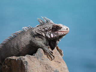 iguana on a rock