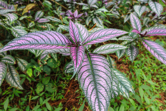 Persian Shield displaying it's vibrant shades of purple and green in Indonesian Forest
