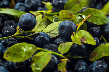 Blueberries with leaves close-up. Berries