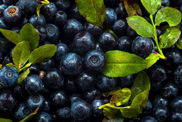 Blueberries with leaves close-up. Berries