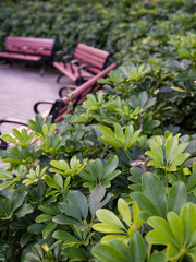 Obraz premium garden
