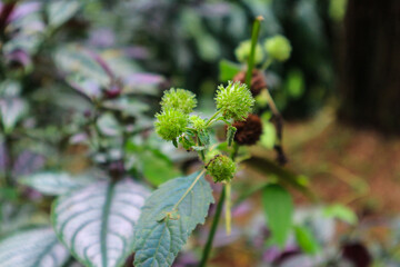 small lush tropical plant in pine forest
