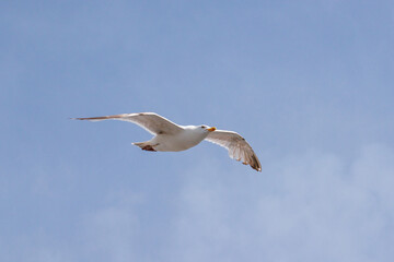 Seagul flying in the sky