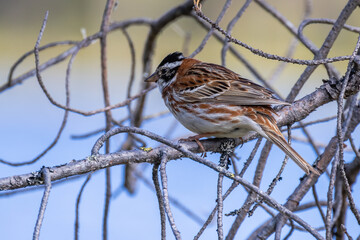 Rustic Bunting