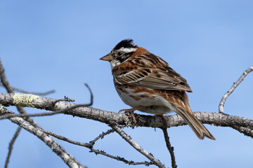 Rustic Bunting