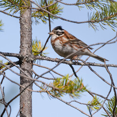 Rustic Bunting