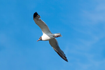 Laughing Gull with outstretched wings soaring in a blue sky, copy space.