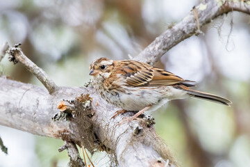 Rustic Bunting