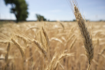 Golden wheat field and wheat ears with grains close up