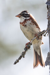 Rustic Bunting
