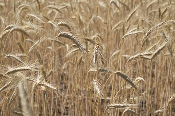 Golden wheat field and wheat ears with grains close up