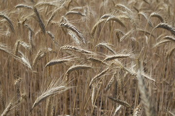 Golden wheat field and wheat ears with grains close up