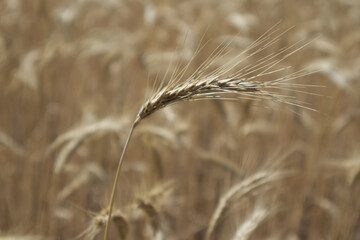 Golden wheat field and wheat ears with grains close up