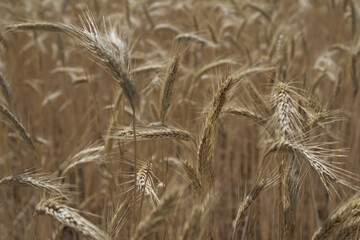 Golden wheat field and wheat ears with grains close up