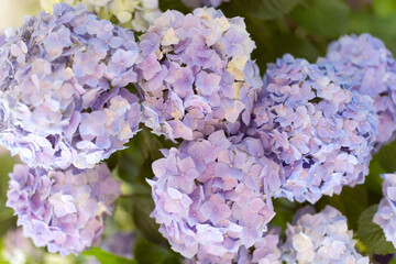 Fresh hortensia bright blue flowers and green leaves background.