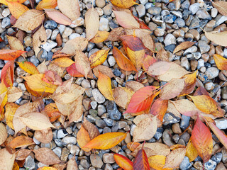 Fallen leaves from a Cherry tree (Prunus kanzan) scattered on a gravel path in the Autumn season 